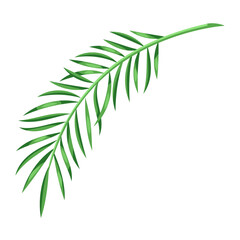 Illustration of stylized palm leaf. Image of tropical foliage and plant.
