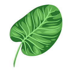 Illustration of stylized palm leaf. Image of tropical foliage and plant.