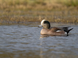 American wigeon, Mareca americana