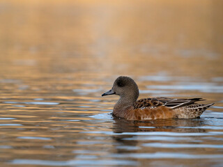 American wigeon, Mareca americana