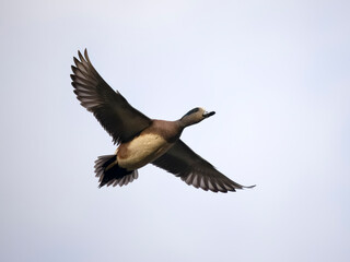 American wigeon, Mareca americana