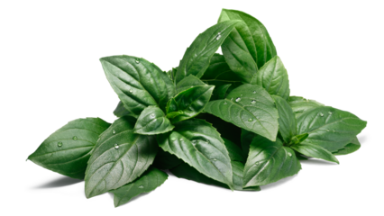 Pile of fresh leaves of fragrant aquifolium Basil, Thai or Holy relative (Ocimum basilicum or sanctum) isolated png