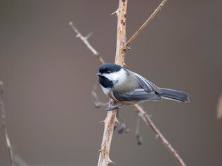 Obraz premium Black-capped chickadee, Poecile atricapillus