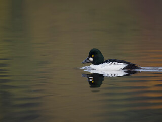 Goldeneye, Bucephala clangula