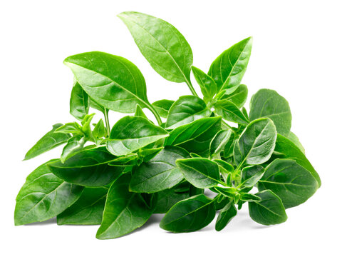 Pile of fresh leaves of small-leaved sweet Spicy Globe or Fine Verde Basil  (Ocimum basilicum) isolated png