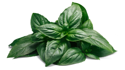 Pile of fresh leaves of fragrant aquifolium Basil, Thai or Holy relative (Ocimum basilicum or sanctum) isolated png