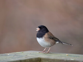 Dark-eyed junco, Junco hyemalis