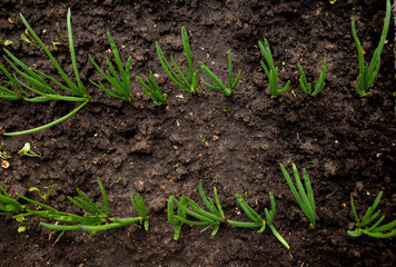 Spring onions grown in vegetable garden plot. Top view photo, blurred. Selected focus