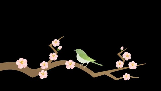 桃色の梅と鶯のアニメーション
