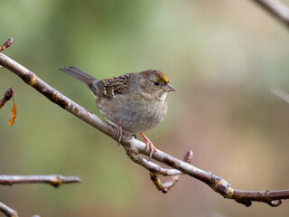 Golden-crowned sparrow, Zonotrichia atricapilla
