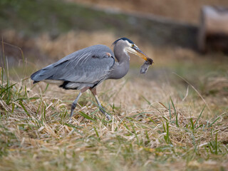 Great-blue heron, Ardea herodias