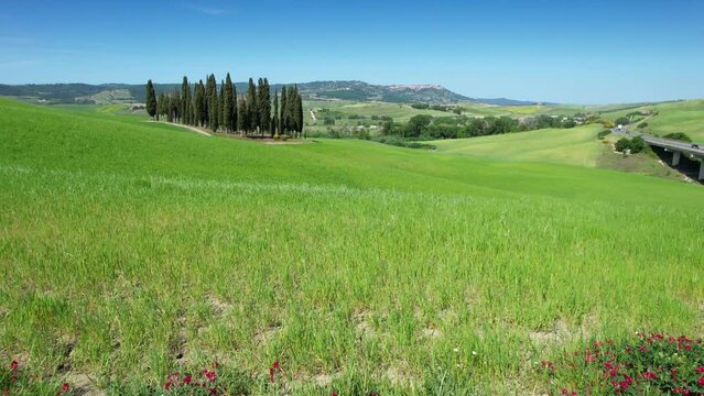 San Quirico d'Orcia, May 2022: Group of cypresses in Tuscany near. Aerial view of cypress trees among the rolling green hills in Val d'Orcia with beautiful blue sky, Italy.
