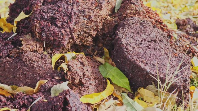 The process of making homemade grape wine. Waste production. Cake for the compost pit into fertilizer. Sustainable production