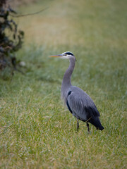 Great-blue heron, Ardea herodias