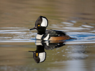 Hooded merganser, Lophodytes cucullatus