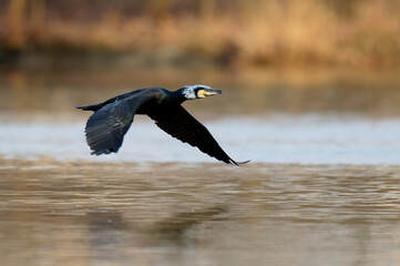 Great cormorant in fast flight. Flying with spread wings over river. Genus Phalacrocorax carbo.