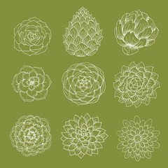 Set of doodle succulents and artichokes leaves and petals
