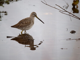 Long-billed dowitcher, Limnodromus scolopaceus