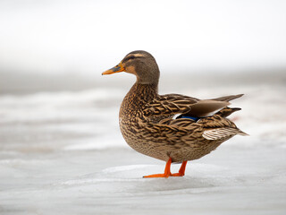 Mallard, Anas platyrhynchos