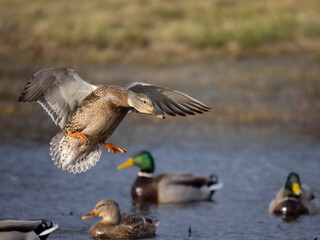Mallard, Anas platyrhynchos