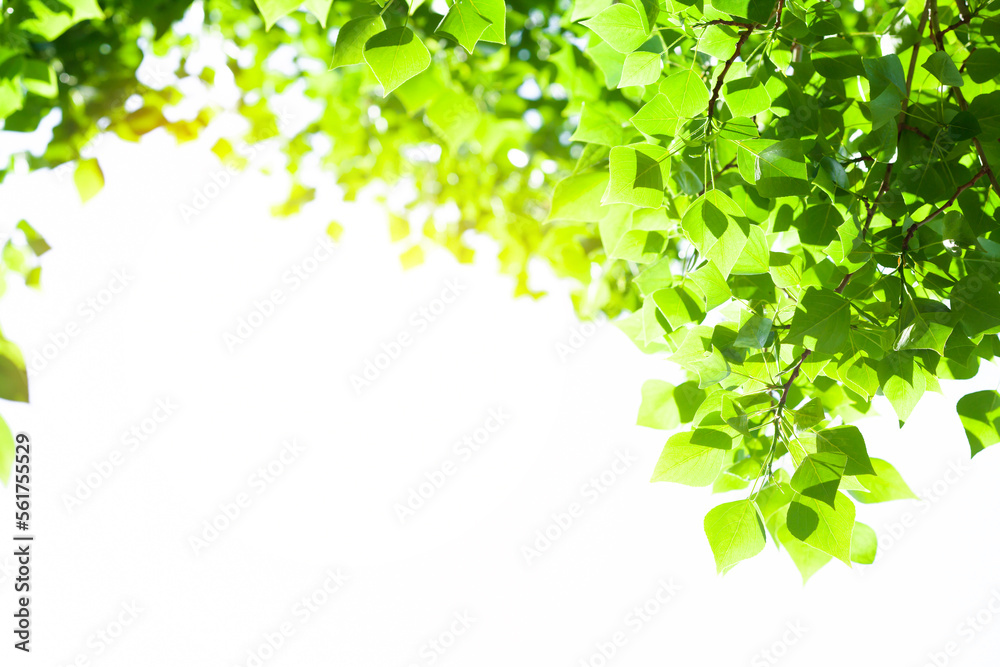 Aufkleber Tree branch with leaves on white background with sunlight