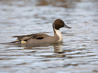Northern pintail, Anas acuta