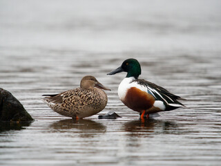 Northern shoveler, Spatula clypeata