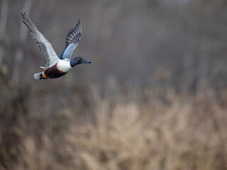 Northern shoveler, Spatula clypeata