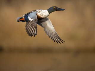 Obraz premium Northern shoveler, Spatula clypeata