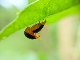 ladybird on leaf
