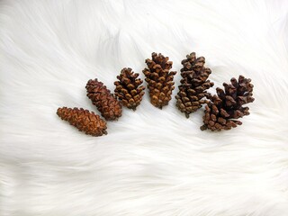 pine cones