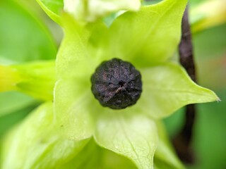 close up of a poppy flower