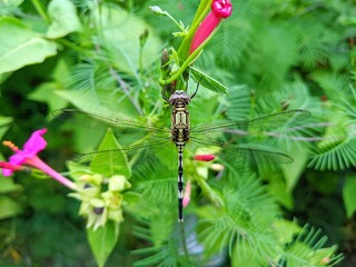 dragonfly on a flower