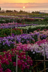 朝焼けの白間津のお花畑　白間津のお花畑