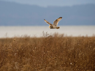 Short-eared owl, Asio flammeus