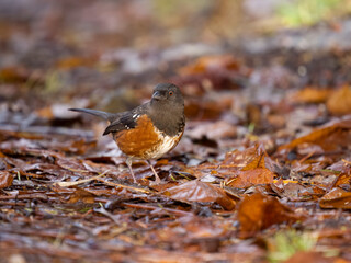 Spotted towhee, Pipilo maculatus