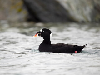Surf scoter, Melanitta perspicillata
