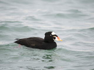 Surf scoter, Melanitta perspicillata