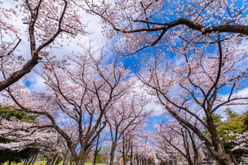 桜咲く府中の森公園「花のプロムナード」の風景