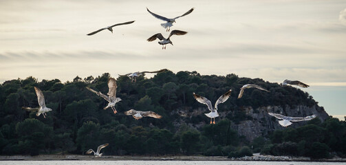 seagulls in flight over the sea with green park on background