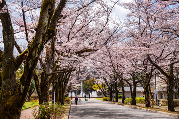 桜咲く府中の森公園「花のプロムナード」の風景