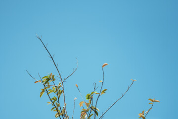 Edge of mango tree with the blue sky in the background.