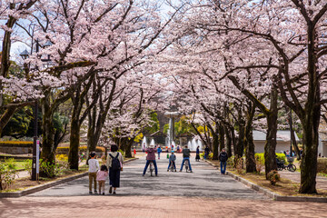 Fototapeta na wymiar 桜咲く府中の森公園「花のプロムナード」の風景