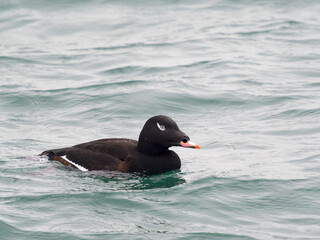 White-winged scoter, Melanitta deglandi