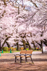 桜が満開の井の頭恩賜公園と無人のベンチ（2022年3月）