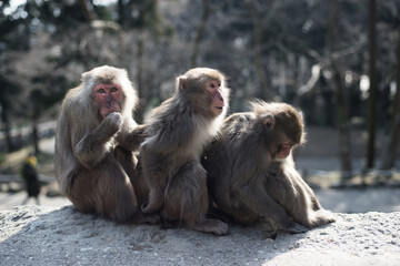 Fototapeta premium macaca mother and baby