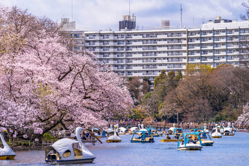 桜が満開の井の頭池の風景・ボートに乗ってお花見する人々（2022年3月）