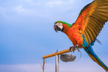 Colorful hybrid Harlequin macaw clapping wings while perching on stainless steel perch against blue cloudy in evening time during free-flying training © Prapat