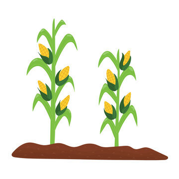 Corn plant in the soil. Farm planting process with ripe corn and grains in cartoon style. Harvesting and gardening flat design print. Vector illustration 