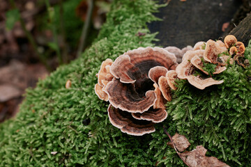 small mushroom in the middle of the forest